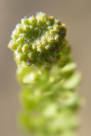 Lepidium densiflorum \ Dichtbltige Kresse / Common Pepperweed, D Heidelberg 21.6.2010