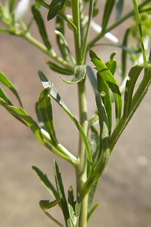 Lepidium densiflorum \ Dichtbltige Kresse / Common Pepperweed, D Heidelberg 21.6.2010