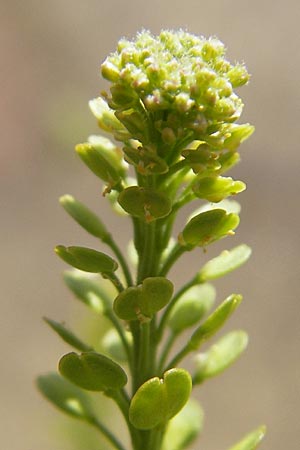 Lepidium densiflorum \ Dichtbltige Kresse / Common Pepperweed, D Heidelberg 21.6.2010