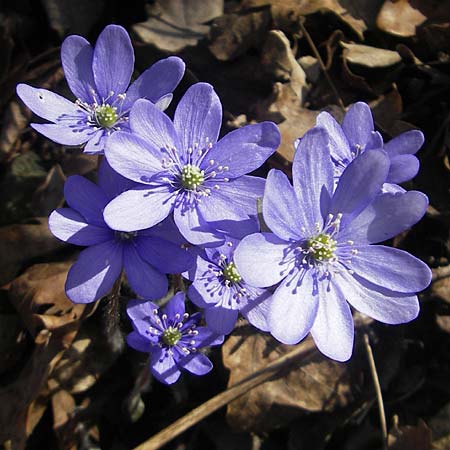 Hepatica nobilis \ Leberblmchen / Liverleaf, D Ingelheim 2.4.2011