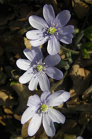 Hepatica nobilis \ Leberblmchen / Liverleaf, D Ingelheim 2.4.2011