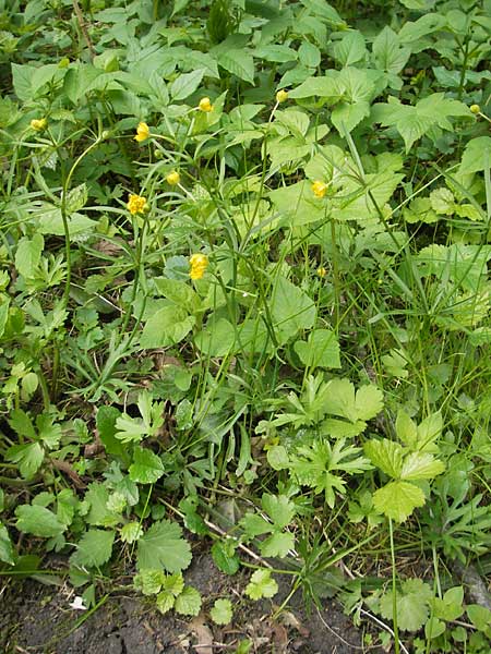 Ranunculus leptomeris \ Feinzipfeliger Gold-Hahnenfu, D Mainhardt 16.4.2011