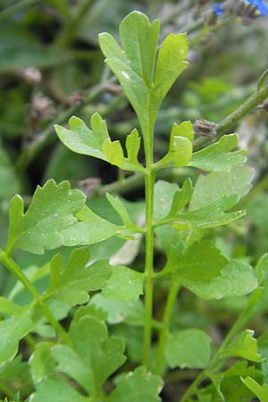 Lepidium sativum \ Garten-Kresse / Garden Cress, D Mannheim 5.5.2011