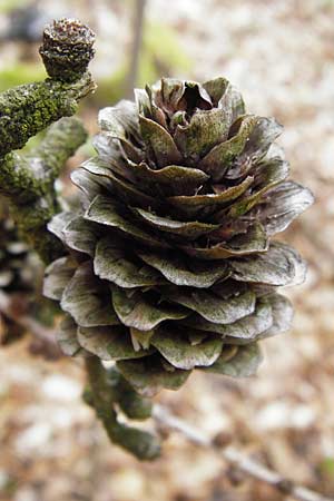 Larix x eurolepis \ Hybrid-Lrche, D Mannheim 8.4.2014