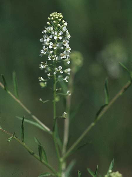 Lepidium virginicum, Least Pepperwort