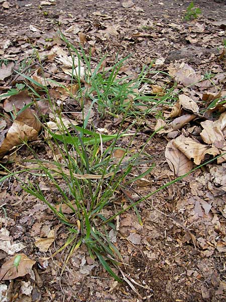 Luzula forsteri \ Forsters Hainsimse / Forster's Wood-Rush, D Bruchsal 9.4.2011