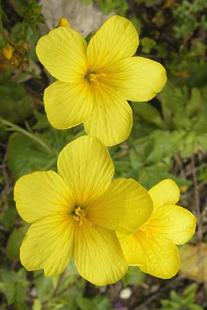 Linum flavum \ Gelber Lein / Yellow Flax, D Botan. Gar.  Universit.  Tübingen 3.7.2011