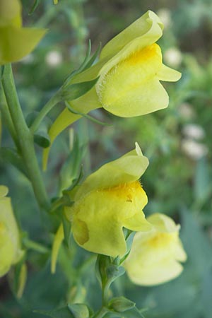 Linaria dalmatica \ Dalmatinisches Leinkraut / Dalmatian Toadflax, D Seeheim an der Bergstraße 10.6.2010