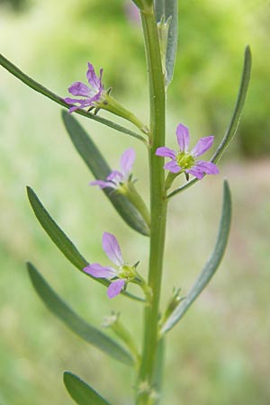 Lythrum hyssopifolia \ Ysopblttriger Weiderich / Hyssop Loosestrife, D Botan. Gar.  Universit.  Mainz 11.7.2009