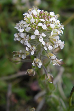 Lepidium heterophyllum \ Verschiedenblttrige Kresse / Purpleanther Field Pepperweed, Smith's Pepperwort, D Frankfurt Airport 13.5.2010