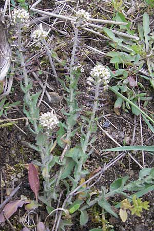 Lepidium heterophyllum \ Verschiedenblttrige Kresse / Purpleanther Field Pepperweed, Smith's Pepperwort, D Frankfurt Airport 13.5.2010