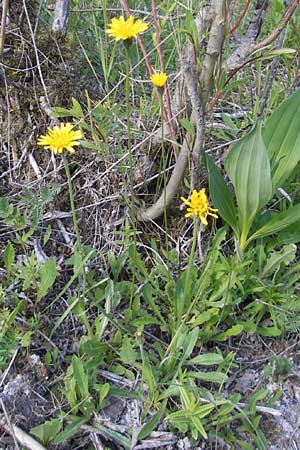 Leontodon incanus \ Grauer Lwenzahn, D Solnhofen 5.6.2012