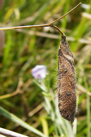 Lathyrus hirsutus \ Behaartfrchtige Platterbse, D Mainz 26.7.2014