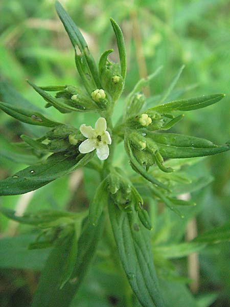 Lithospermum officinale \ Echter Steinsame / Common Gromwell, D Kehl 13.5.2006