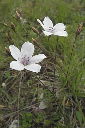 Linum tenuifolium \ Schmalblttriger Lein, D Neuleiningen 16.6.2006