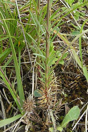 Linum tenuifolium \ Schmalblttriger Lein, D Neuleiningen 16.6.2006