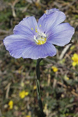 Linum austriacum / Austrian Flax, D Karlstadt 30.4.2007