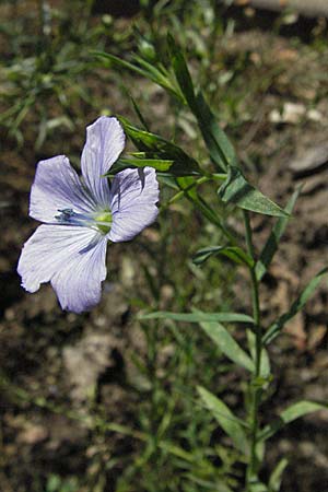 Linum usitatissimum \ Echter Lein / Flax, D Botan. Gar.  Universit.  Mainz 4.8.2007