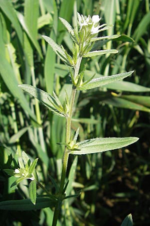 Buglossoides arvensis subsp. arvensis \ Acker-Steinsame, Acker-Rindszunge, D Nördlingen 23.5.2009