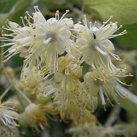 Tilia platyphyllos \ Sommer-Linde / Broad-Leaved Lime, D Weinheim an der Bergstraße 8.6.2009