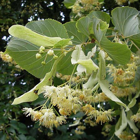 Tilia platyphyllos \ Sommer-Linde, D Weinheim an der Bergstraße 8.6.2009