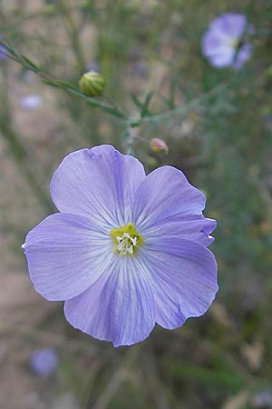 Linum perenne \ Ausdauernder Lein / Perennial Flax, D Darmstadt 17.6.2009