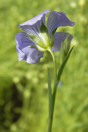 Linum usitatissimum \ Echter Lein / Flax, D Botan. Gar.  Universit.  Mainz 11.7.2009