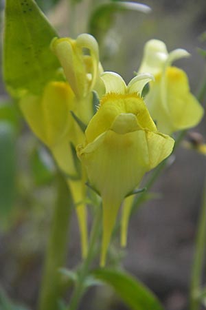 Linaria dalmatica \ Dalmatinisches Leinkraut, D Seeheim an der Bergstraße 26.8.2009