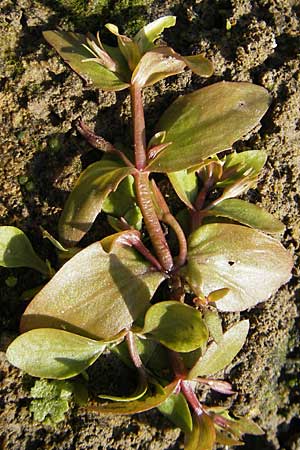 Lindernia dubia \ Amerikanisches Bchsenkraut, Groes Bchsenkraut / Yellowseed False Pimpernel, D Groß-Gerau 21.10.2009