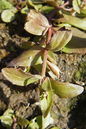 Lindernia dubia \ Amerikanisches Bchsenkraut, Groes Bchsenkraut / Yellowseed False Pimpernel, D Groß-Gerau 21.10.2009