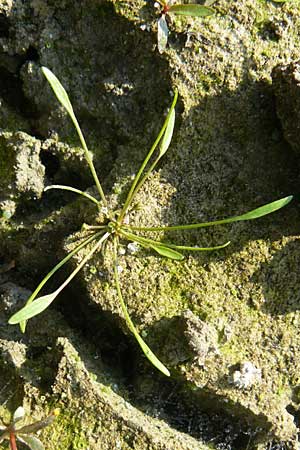 Limosella aquatica \ Schlammling, Wasser-Schlammkraut / Water Mudwort, D Karlsruhe 26.9.2009