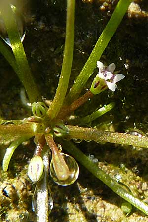 Limosella aquatica / Water Mudwort, D Karlsruhe 26.9.2009