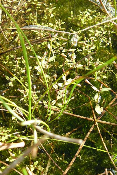 Lindernia procumbens \ Liegendes Bchsenkraut / Prostrate False Pimpernel, D Kehl 7.9.2011