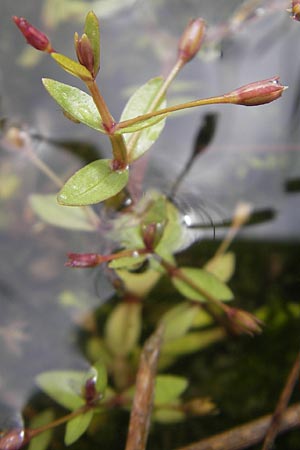 Lindernia procumbens \ Liegendes Bchsenkraut / Prostrate False Pimpernel, D Kehl 7.9.2011