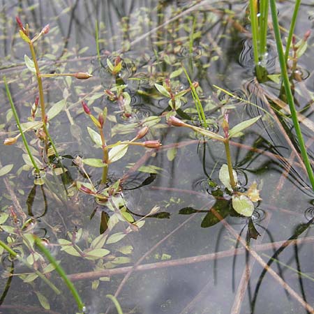 Lindernia procumbens \ Liegendes Bchsenkraut / Prostrate False Pimpernel, D Kehl 7.9.2011