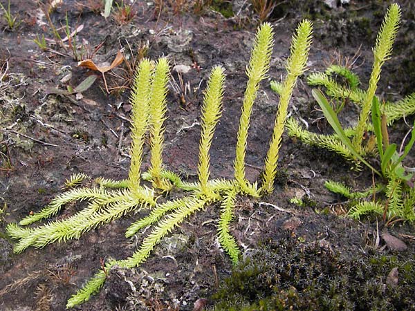 Lycopodiella inundata / Marsh Clubmoss, D Wetter 7.9.2013