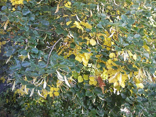 Tilia cordata \ Winter-Linde / Small-Leaved Lime, D Mannheim 22.9.2013