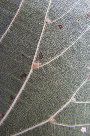 Tilia cordata \ Winter-Linde / Small-Leaved Lime, D Mannheim 22.9.2013