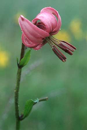 Lilium martagon \ Trkenbund-Lilie / Turkscap Lily, D Schwarzwald/Black-Forest, Feldberg 1.7.2005