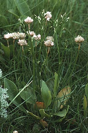 Limonium vulgare \ Strandflieder, D Insel Spiekeroog 10.6.1984