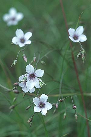 Linum tenuifolium \ Schmalblttriger Lein, D Saarland Altheim 4.6.2005