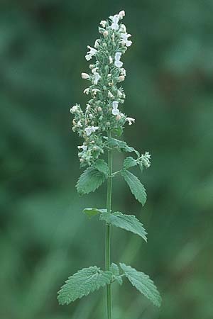 Nepeta cataria \ Echte Katzenminze / Catnip, D Mannheim 24.7.2005