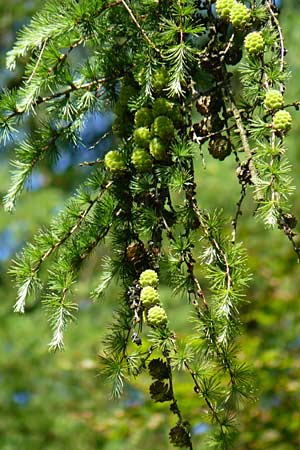 Larix kaempferi \ Japanische Lrche, D Warburg 31.5.2014