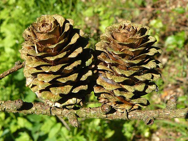 Larix kaempferi / Japanese Larch, D Warburg 31.5.2014