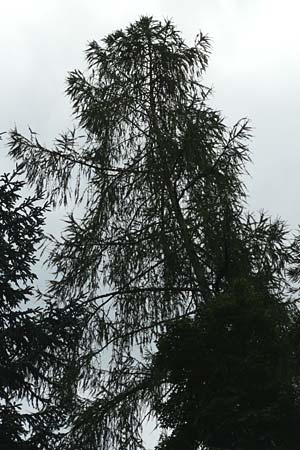 Larix kaempferi \ Japanische Lrche, D Weinheim an der Bergstraße 19.8.2014