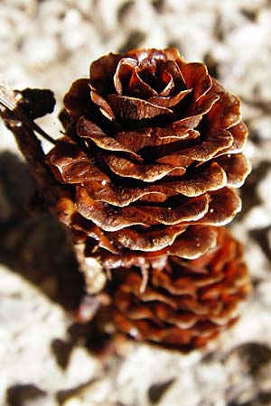 Larix kaempferi \ Japanische Lrche, D Weinheim an der Bergstraße 19.8.2014