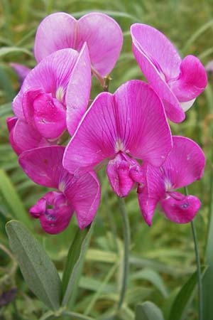 Lathyrus tuberosus \ Knollen-Platterbse / Tuberous Pea, D Viernheim 21.8.2012