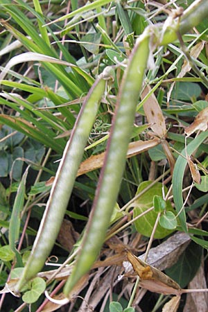 Lathyrus latifolius \ Breitblttrige Platterbse, D Hemsbach 25.9.2012