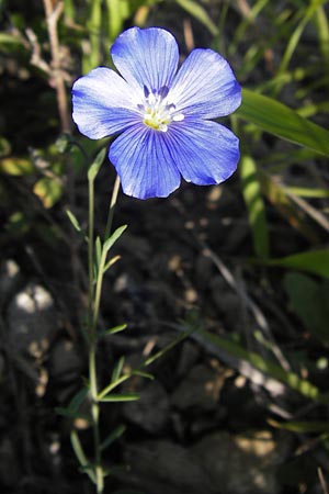 Linum leonii \ Lothringer Lein / French Flax, D Zierenberg 7.6.2013