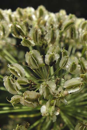 Laserpitium latifolium \ Breitblttriges Laserkraut / Broad-Leaved Sermountain, D Wanfried 3.8.2013